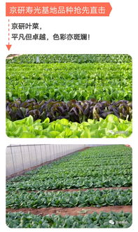 京研壽光開門迎客，攜手你我大展宏圖——京研益農(nóng)引領(lǐng)種業(yè)科技新篇章